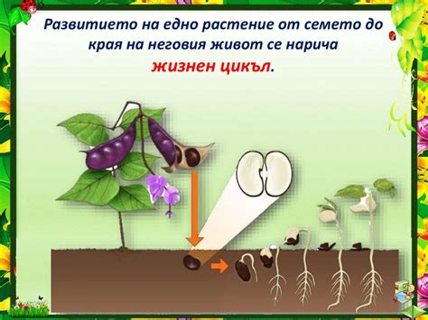 Развитие на растенията - презентация онлайн