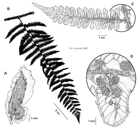 Cyathea Ars A Petiole Scale From Petiole Base B Medial Pinna C
