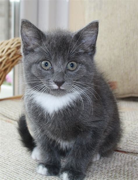 Grey Cat Kitten Free Photo On Pixabay