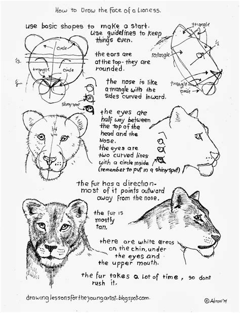 How To Draw A Female Lioness Face Worksheet Animal Drawings Drawing