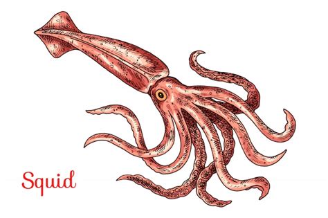 Squid Hand Drawn Illustration Premium Vector