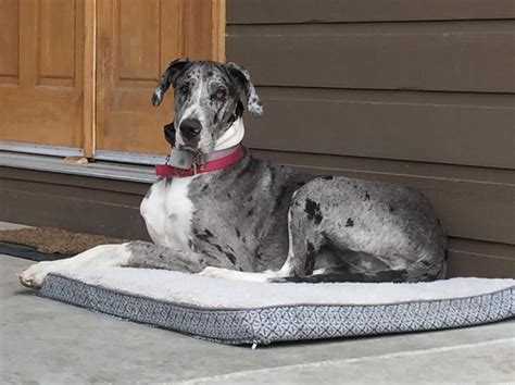 Avoid giving your great dane pup regular puppy food and do not supplement with anything. Miracle is a beautiful Mantle marked merle Great Dane ...