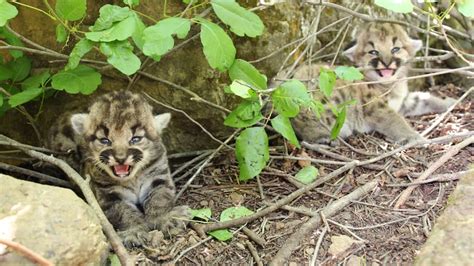 National Park Service Discovers Den Of Mountain Lion Kittens
