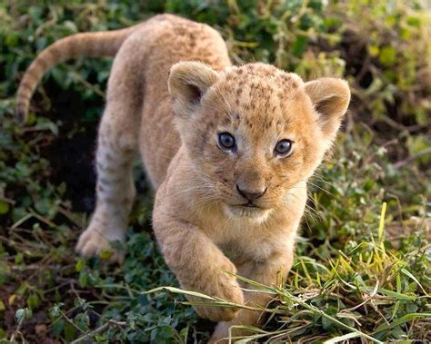 Cajón De Sastre Misterioso Cachorro De León Animalia