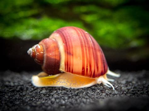 In france, snails are common and referred with the french word escargot. land snails as food, escargots. Magenta Mystery Snail (Pomacea bridgesii "Magenta ...