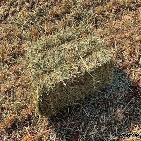 Organic Alfalfa Hay In Bales For Animal Feedsouth Africa Price