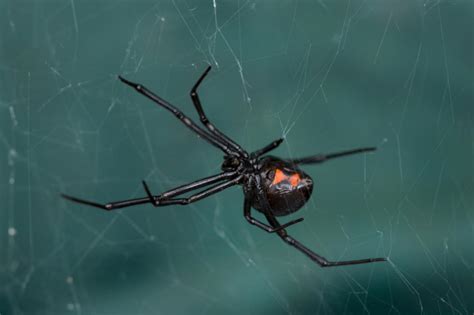 Girls Black Widow Spider Bite Difficult To Diagnose The Columbian