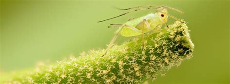 Il bosso, il lauroceraso, la fotinia, l'agrifoglio, il pyracantha… Parassiti delle piante fiorifere | Trovami