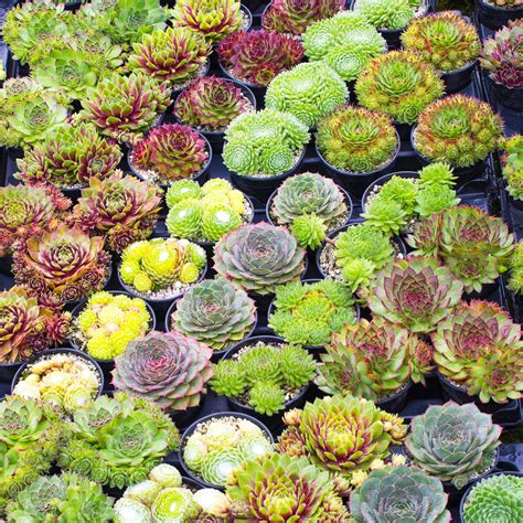 Sempervivum Mix 5 Plants Houseleek 5 15cm Potted Succulent Plants