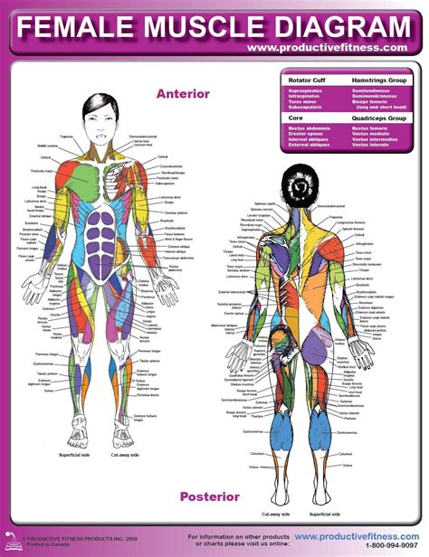 Female Muscle Diagram And Definitions Jacki S Blog Muscle Diagram