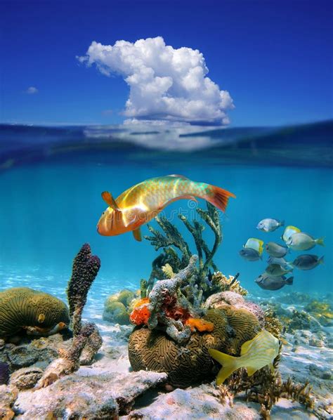 Sea Life Colors Stock Image Image Of Deep Oreaster 23974173