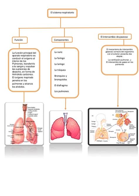 Mapa Conceptual Sistema Respiratorio