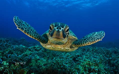 Sea Nature Animals Underwater Turtle Wallpapers Hd