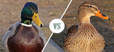 Male Vs Female Mallard Identifying The Differences With Pictures