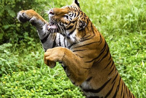 El Movimiento Rápido Del Tigre De Bengala Saltando Fotografía De Stock
