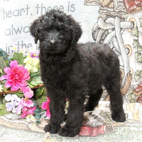 Cavapoo, and cockapoo puppies for sale in minnesota and wisconsin. Mahlon - Rottie-Poo Puppy For Sale in Pennsylvania ...