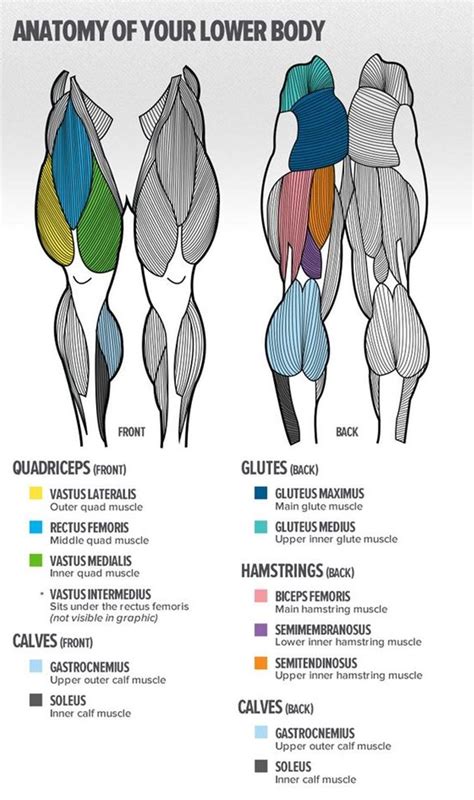 The word semitendinosus comes from the latin word semis meaning half and the latin tendere meaning. Lower Body Anatomy | Muscle anatomy, Anatomy, Body anatomy