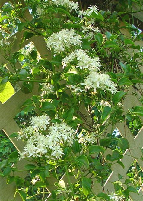 About 160 fake green leaves per pack, a total of 480 leaves. 18 Valuable Vines | HGTV