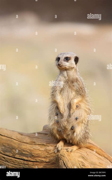 Female Meerkat Standing Sentry Stock Photo Alamy