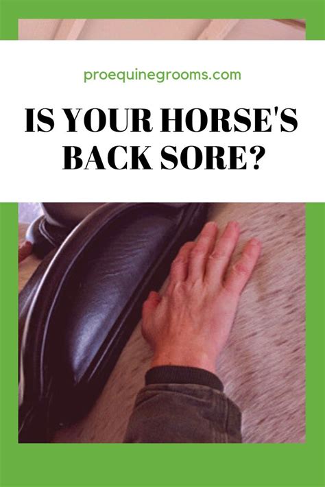 Is Your Horses Back Sore Soreness Horse Health Horses