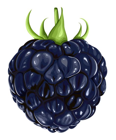 Blackberry Fruit PNG Clipart Fruits Drawing Watercolor Fruit Fruit