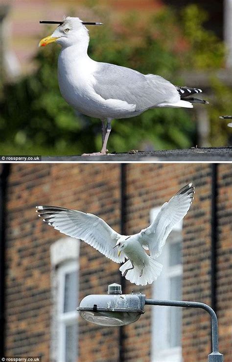 38 Best Funny Seagulls Images On Pinterest Beautiful Birds Gull And Birds