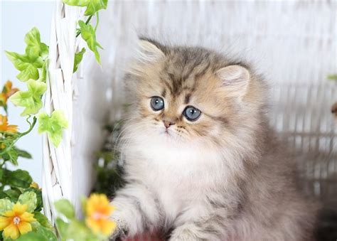 Golden Chinchilla Teacup Persian Kittenultra Rare Persian Kittens For