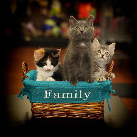 Kittens In A Basket Spring Reilly Cats Kittens Cute Cats