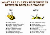 Difference Between Wasp And Hornet Images