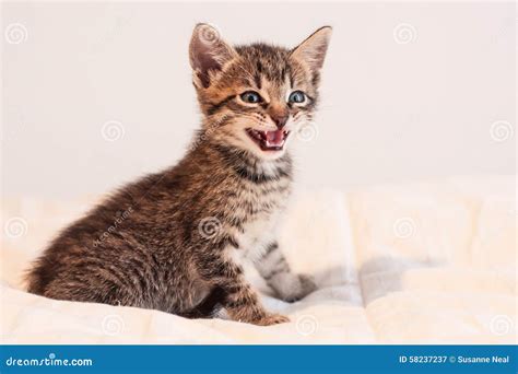 Cute Tabby Kitten Meowing On Soft Off White Comforter Stock Image