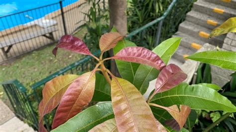 Mango Tree Leaves Turning Brown 7 Causes And Easy Solutions Eco