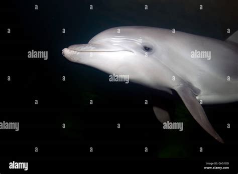 Portrait Of The Common Bottlenose Dolphin Atlantic Bottlenose Dolphin