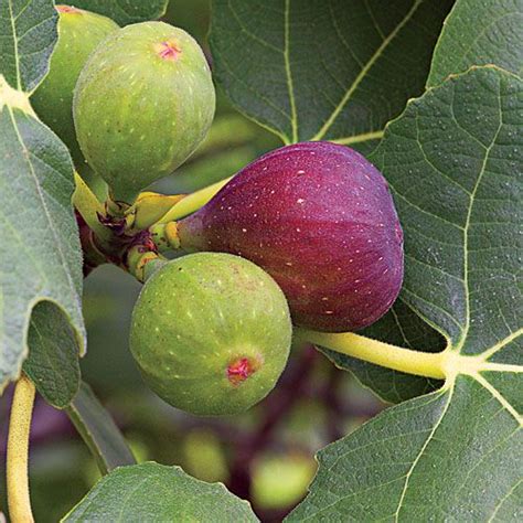 How To Prune Fig Trees Perfectly For Healthy Growth And To Get Fruits