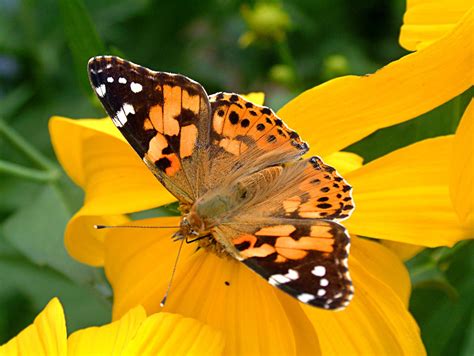 Orange Butterfly Free Photo Download Freeimages