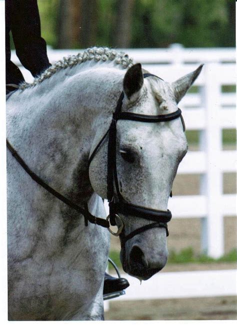 Browse our dressage horse head template images, graphics, and designs from +79.322 free vectors graphics. dressage-horse-head.jpg 768×1.056 pixels | Horses ...