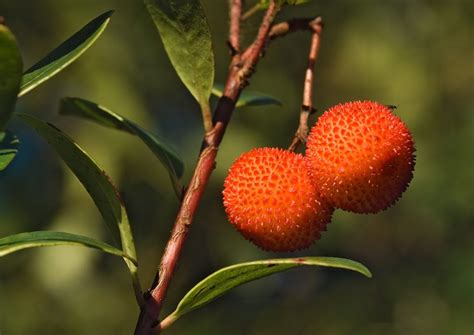 Strawberry Tree Fruit