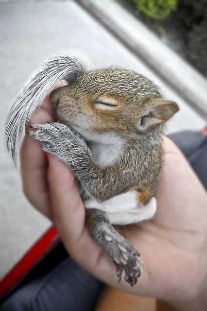 Baby Squirrel Napping Cute Animal Pictures Cute Baby Animals Cute