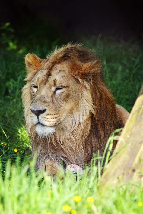 Male Lion Free Stock Photo Public Domain Pictures