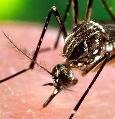 Aedes Aegypti Yellow Fever Mosquito Cabi Compendium