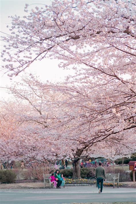 The Best Places To See Cherry Blossoms Not In Dc Cherryblossom Washingtondc Maryland