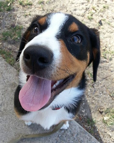 Meet Roman A Happy Entlebucher Mountain Dog Puppy Raww