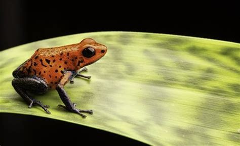 Poison Dart Frogs Cute But Dangerous As Heck