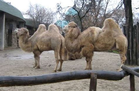 Ancient gansu dishes include carved melons, camel hump, camel hoof, la main (pulled wheat noodles), and niang pi zi (flour paste strips). A kétpúpú teve (Camelus bactrianus, régebben Camelus ferus ...