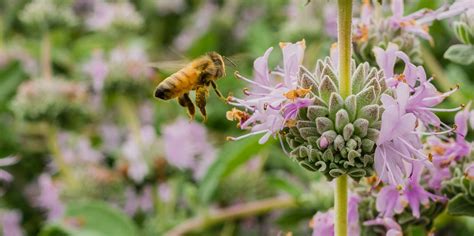 How To Create A Pollinator Garden Via