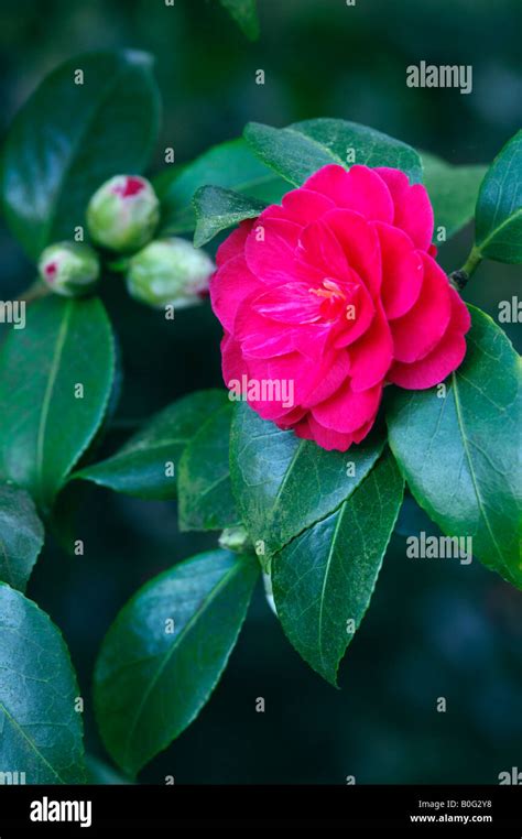 Camellia Japonica Mathotiana Julia Drayton Stock Photo Alamy