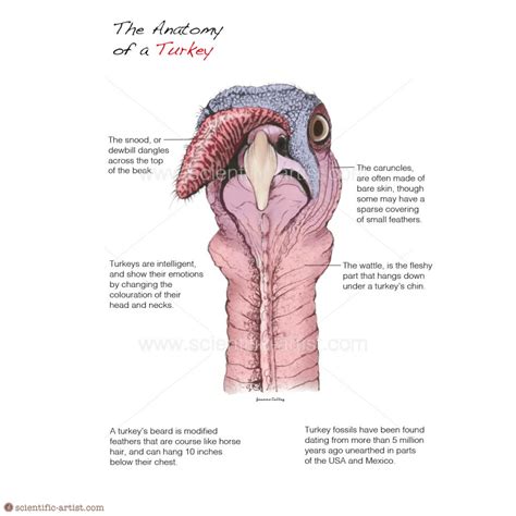 The Anatomy Of A Turkey Scientific Artist Com Scientific Artist
