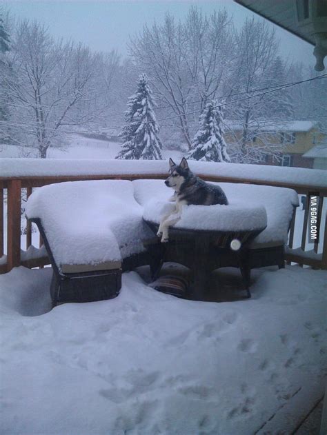 Oh Btw Its Snowing Funny Animals Husky Funny Funny Dog Memes