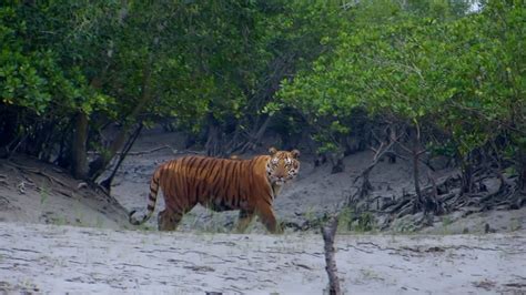 The Enigma Of The Sundarbans Tiger Roundglass Sustain