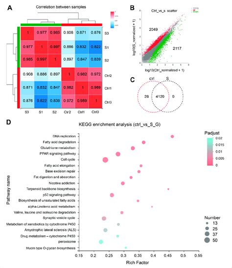 Gene Expression And Functional Enrichment Analysis Of RNA Seq Data A