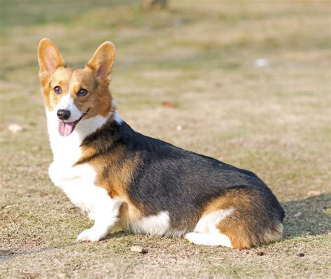 Personality Traits Of The Delightfully Cute Pembroke Welsh Corgis